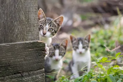Влажный корм WHISKAS® для котят, рагу с ягненком — купить онлайн