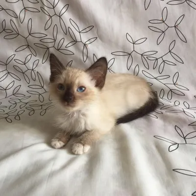 Котёнок мальчик, 1,5месяца. Отдадим добродушному хозяину: Договорная ᐈ Коты  | Манас | 51724966 ➤ lalafo.kg