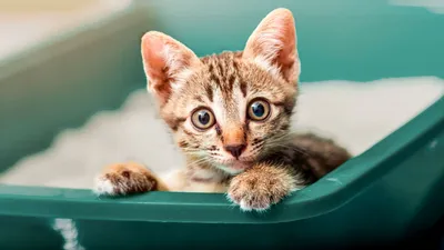 Чем кормить шотландского котенка [15 советов]