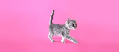 Как часто котенок ходит в туалет и что ему может мешать | Royal Canin UA