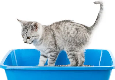 Уход за котенком – советы как кормить и воспитывать котенка до года