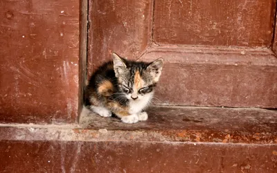 Вес котенка по месяцам: сколько должен весить котенок в 1-6 месяцев? |  WHISKAS®