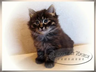 Сибирским котятам 1,5 месяца | Амурская Краса