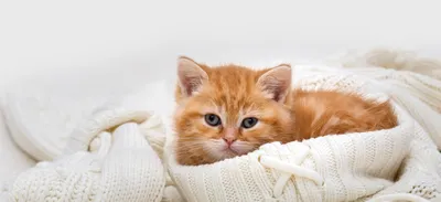 Как приучить кота к новому дому - советы по адаптации Purina ONE®
