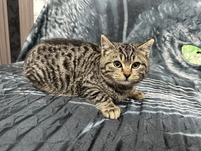 До какого возраста растут кошки: развитие котенка по месяцам | PERFECT FIT™