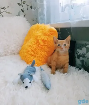 Нашли кота на улице - что делать в первую очередь