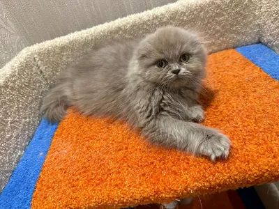Купание котят с какого возраста, как приучить котенка к купанию основные  правила