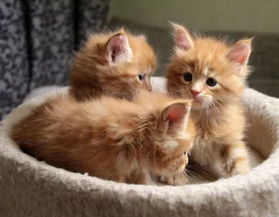 Котёнок, 1,5 месяца, / Животные / Кошки и собаки в добрые руки - Отдать  котенка или щенка в дар на Zooto.ru