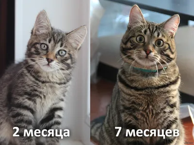 Я живу с невским маскарадным котом по имени Кот и трачу на его содержание  примерно 72 000 ₽ в год