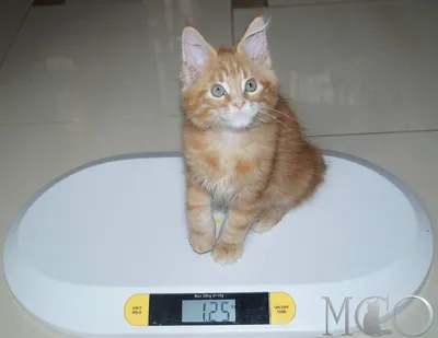 Котенок мальчик.Ему 1,5 месяца.Кушает сам .Лоток осваивает .Подарите ему  свой дом . 89098996736 | Instagram