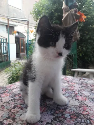 Основные правила адаптации котенка в новом доме