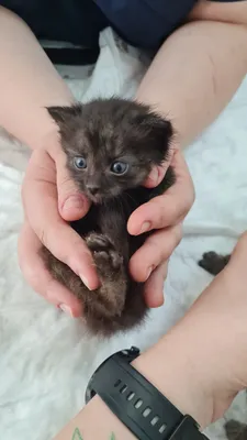 Отдаем котят 1 месяц, Москва | Пикабу