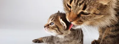 Котенок 1,5 месяца шотландская: Бесплатно - Кошки Семей на Olx