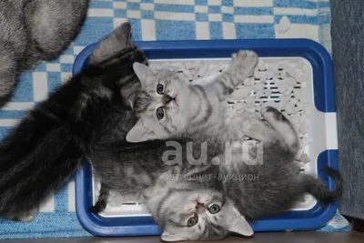 Шотландский котёнок 3,5 месяца