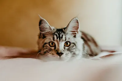 Чем Кормить Котенка — Правильный Рацион Питания Для Котят