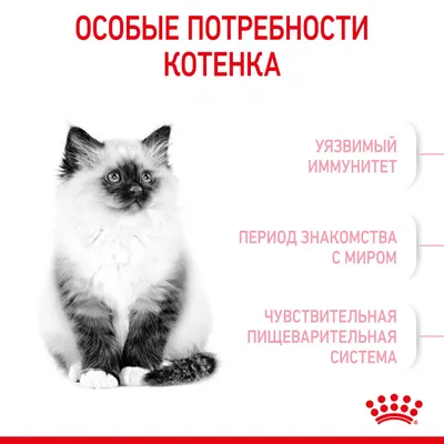 Британские котята 1,5 месяца. Родились 30.03.17 — купить в Красноярске.  Кошки, котята на интернет-аукционе Au.ru
