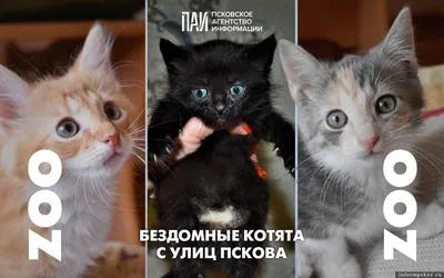 Котенок не может сходить в туалет: опасные и неопасные причины запора, его  последствия.