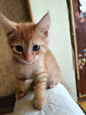 Когда можно забирать котенка от кошки и отдавать – какой возраст лучше?