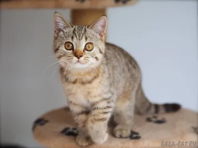 Британские котята табби, 3 мес (Litter-H2) - Питомник GALA-CAT