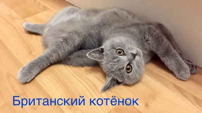 БРИТАНСКИЙ КОТЕНОК 4 месяца. ПОВЕДЕНИЕ британского котенка - как это было /  British cat HARRY - YouTube