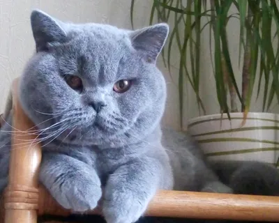 GALA-CAT - Питомник британских кошек