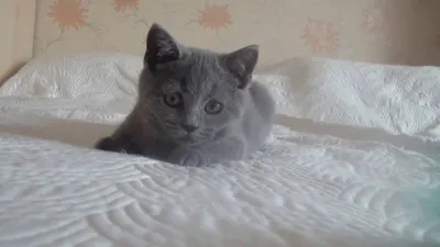 Британский котик 3 месяца - YouTube
