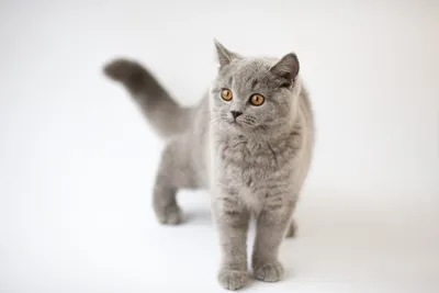 Британский котенок в 3 месяца - фото и чем кормить