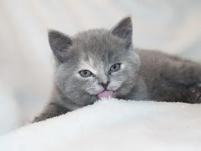 Британские котята табби в возрасте 5 недель, Litter-H2 - Питомник GALA-CAT