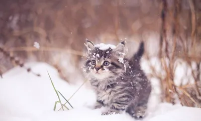 Котенок в снегу фотографии