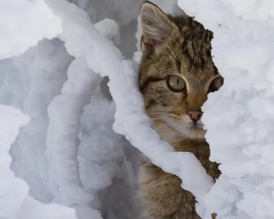 Зимняя сказка с котенком в главной роли - красивое фото для обоев в jpg