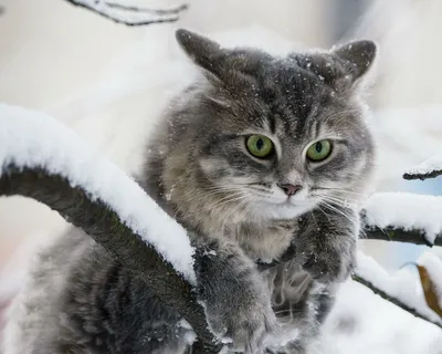 Котенок играет с снеговиком - изображение для скачивания в webp формате