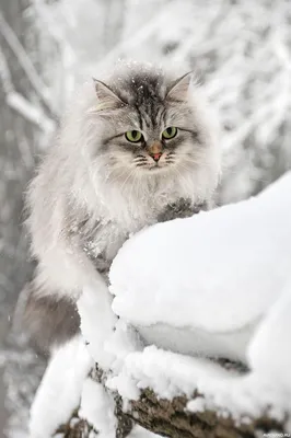Котенок на снежной поляне - красивая картинка для использования в дизайне