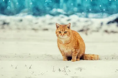 Снежная забава с котенком - фото в хорошем качестве для обоев в jpg