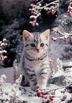 Милый котенок играет с снежинками - изображение, которое можно бесплатно скачать в png