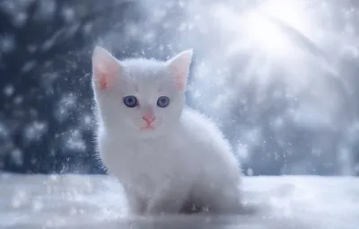 Фото милого котенка в снегу - бесплатное изображение в формате png
