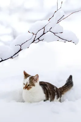 Зимнее настроение с котенком в снегу - красивое фото для обоев в webp