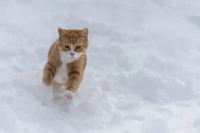 Котенок в зимней сказке - фотография в хорошем качестве в формате jpg