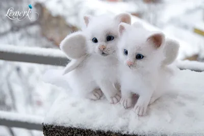 Котенок играет на снежной горке - изображение с возможностью скачать в webp формате