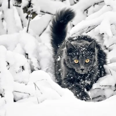 Веселый котенок в снегопаде - фото с возможностью загрузить в png