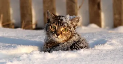 Снежные игры с котенком - фото в хорошем качестве для обоев в jpg