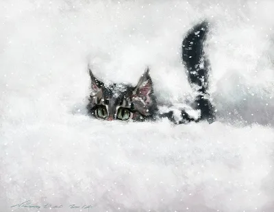Милый котенок среди снежинок - изображение, которое можно бесплатно скачать в png