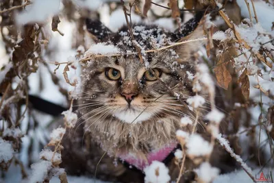 Фон с изображением котенка в зимнем снегу - png формат для использования в дизайне