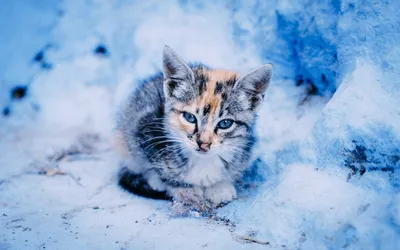 Зимний пейзаж с котенком в главной роли - красивое фото для обоев в webp
