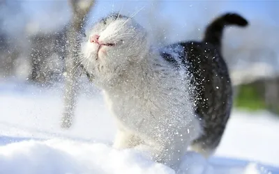 Веселый котенок играет в снегу - картинка для обоев в webp формате