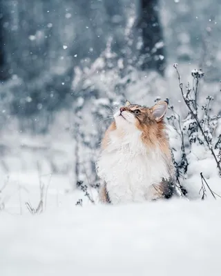 Веселый котенок в снежном вихре - фото с возможностью загрузить в png