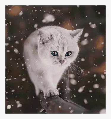 Снежное удовольствие с котенком - фото в хорошем качестве для обоев в jpg