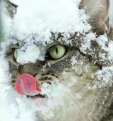 Зимняя сказка с котенком и снежинками - красивое фото для обоев в webp