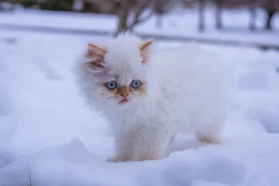 Снежное приключение котенка - интересное изображение для скачивания в jpg