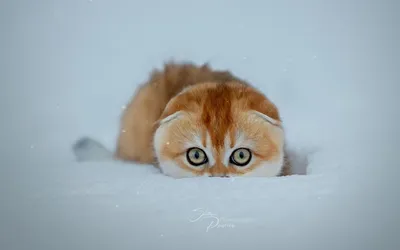 Котенок на белом фоне снега - фото в хорошем качестве для использования в дизайне