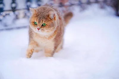 Сладкий котик в зимнем пейзаже - изображение с возможностью скачать png